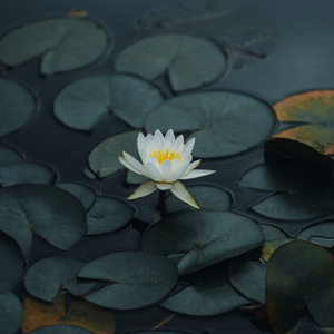 国产一区二区三区四区免费观看
